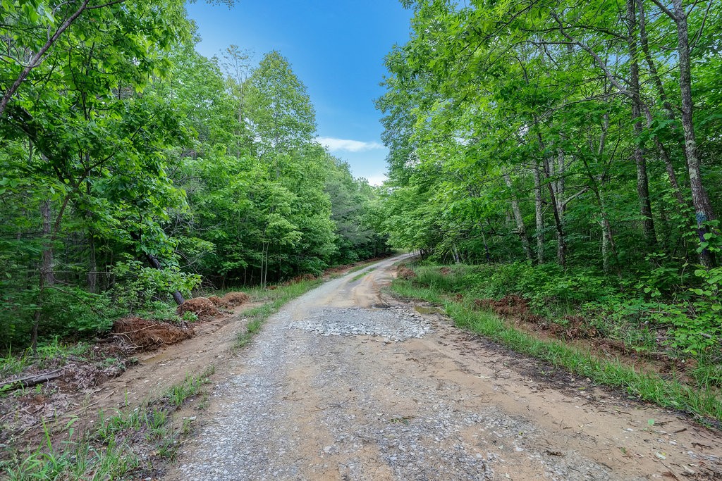 3155 Pigeon Spur Road South Pittsburg, TN 37380 - Photo 73 of 78 a view of a dirt road with trees in the background