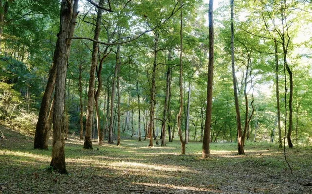 a view of a backyard with large trees