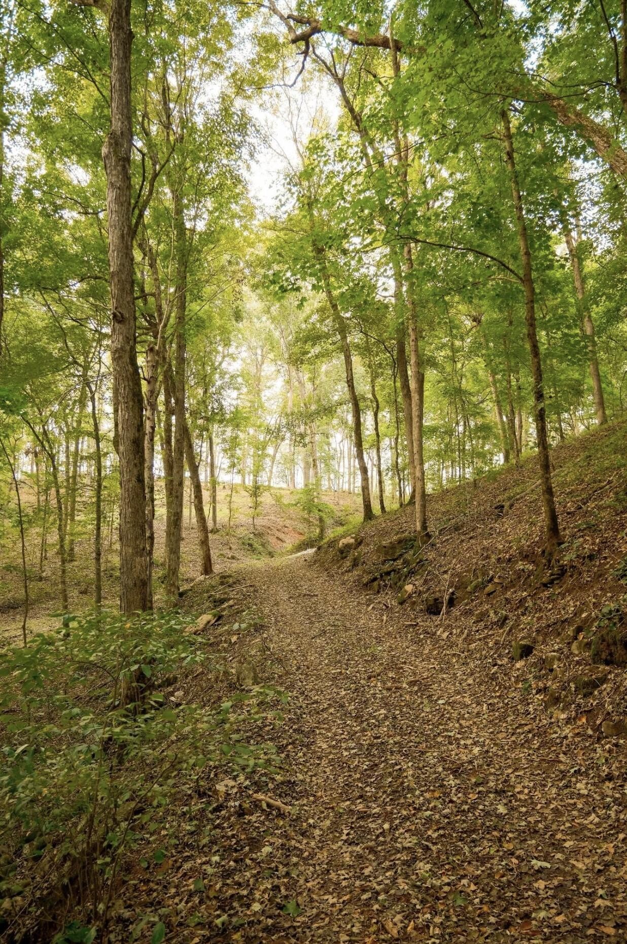 9 Sturgeon Creek Road Cedar Hill, TN 37032 - Photo 4 of 18 a view of outdoor space and trees