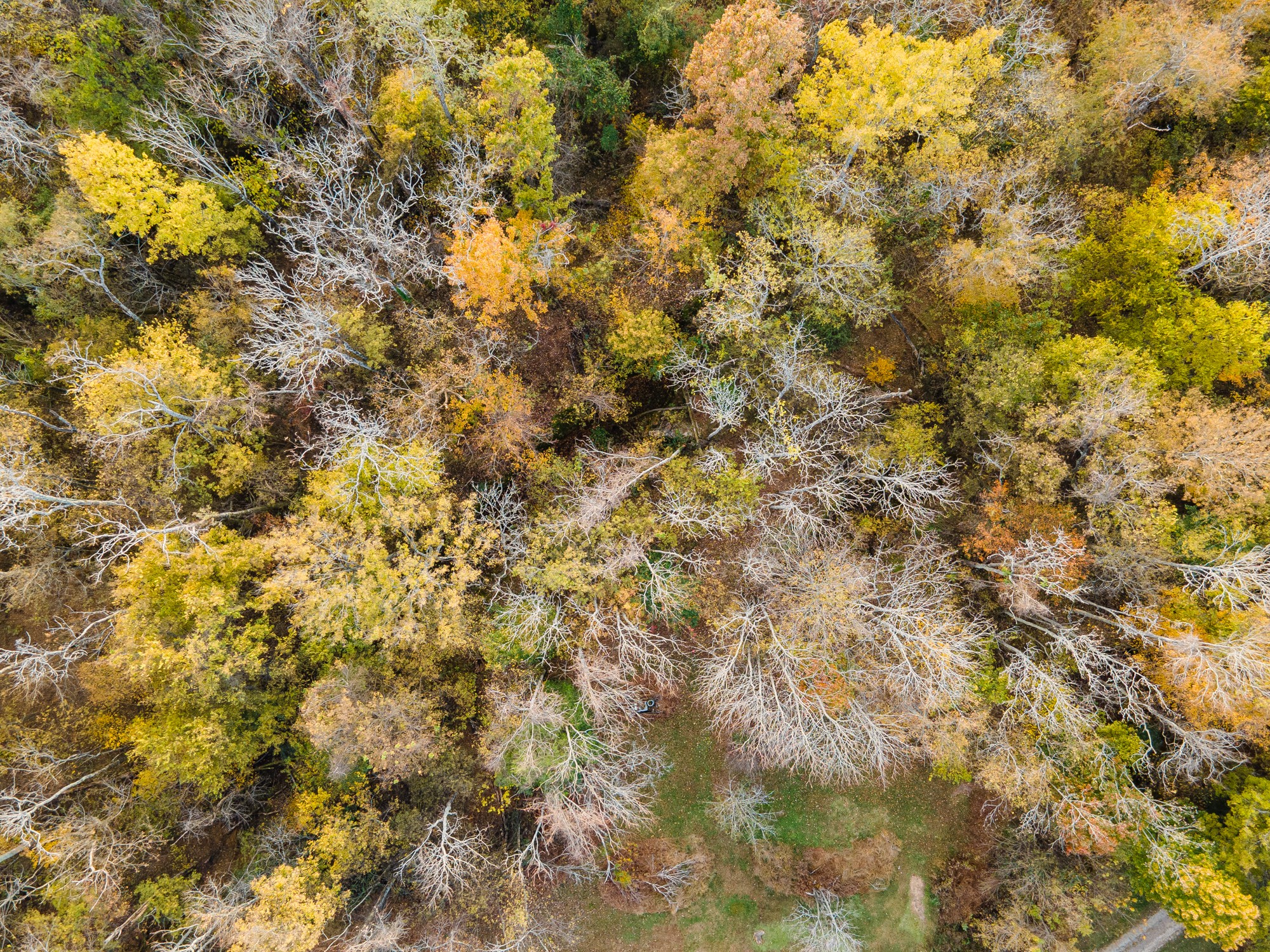 1916 Mack Benderman Road Culleoka, TN 38451 - Photo 24 of 61 a view of a tree with a tree in the background