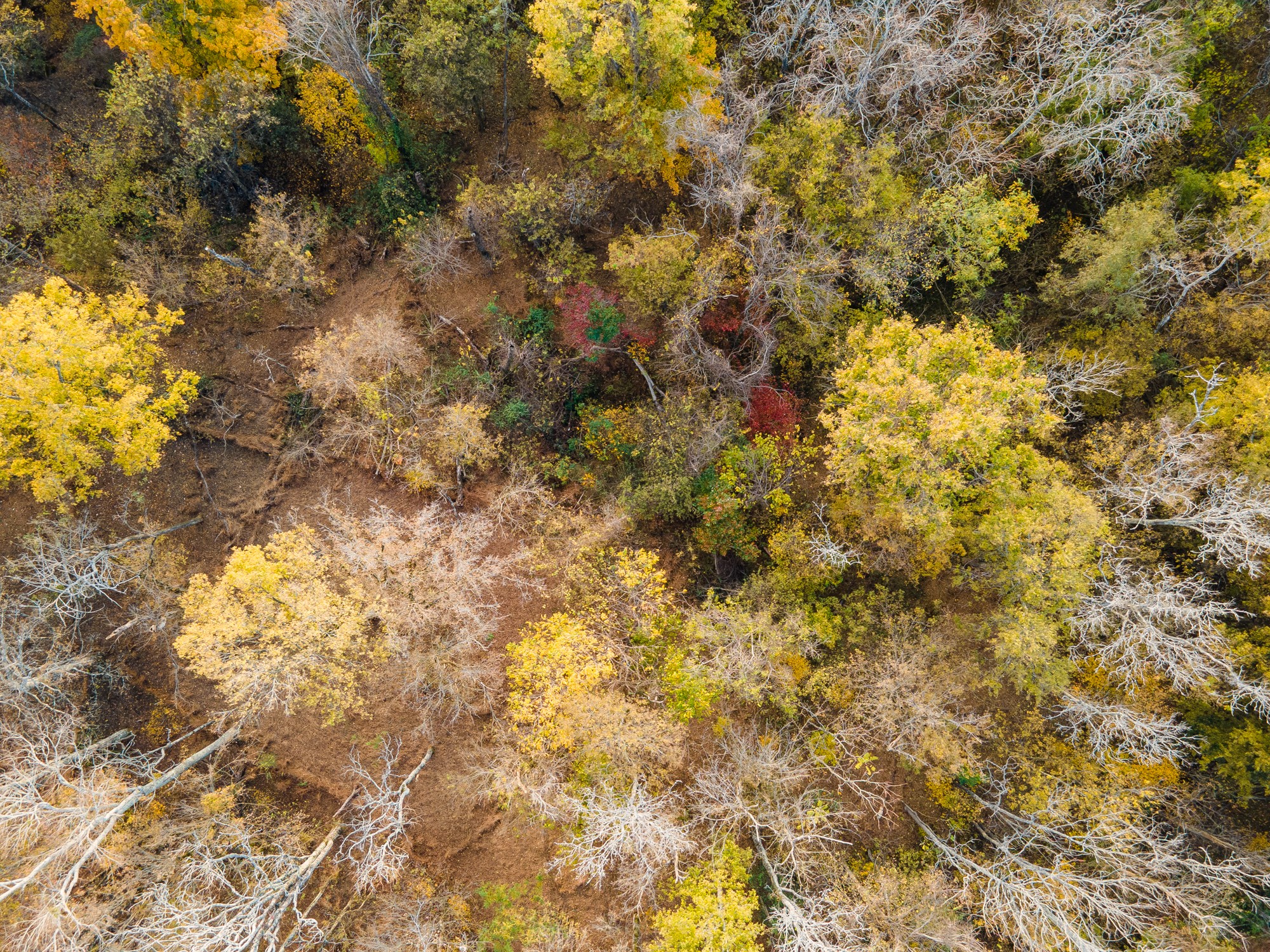 1916 Mack Benderman Road Culleoka, TN 38451 - Photo 25 of 61 a view of a yard with a tree