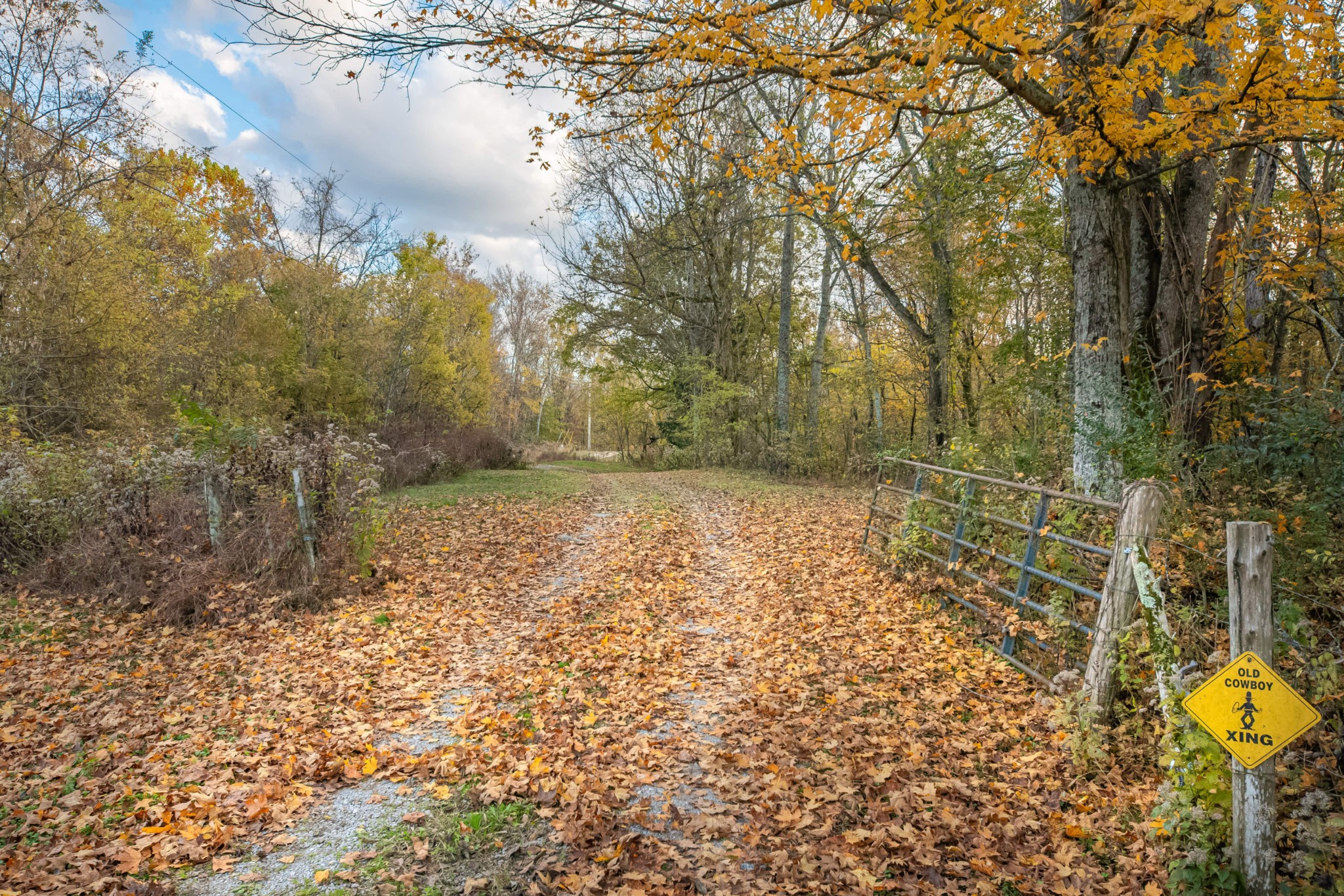 1916 Mack Benderman Road Culleoka, TN 38451 - Photo 32 of 61 a view of a yard with trees