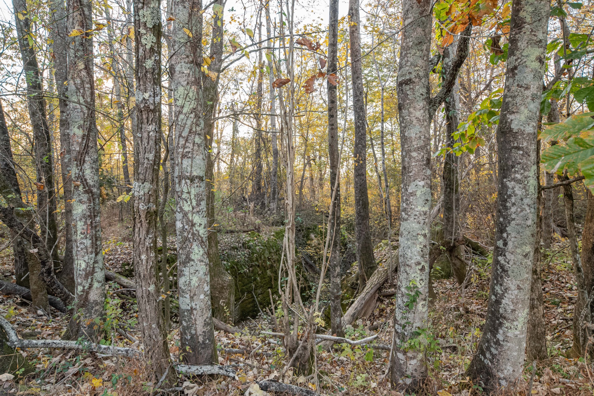 1916 Mack Benderman Road Culleoka, TN 38451 - Photo 39 of 61 a view of forest