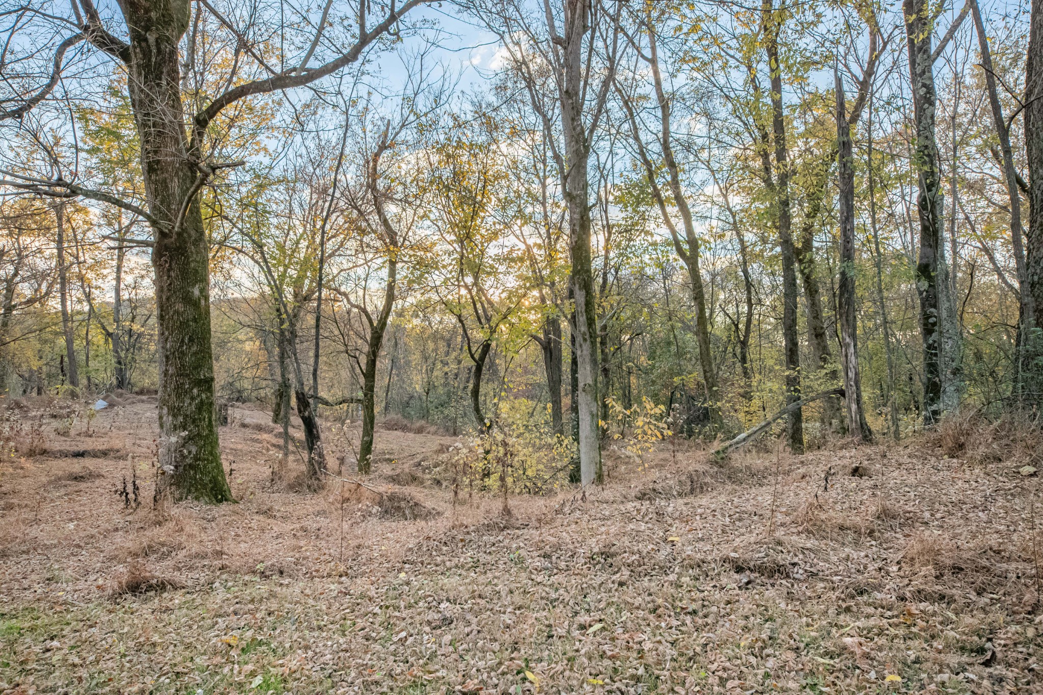 1916 Mack Benderman Road Culleoka, TN 38451 - Photo 43 of 61 a view of a forest with trees