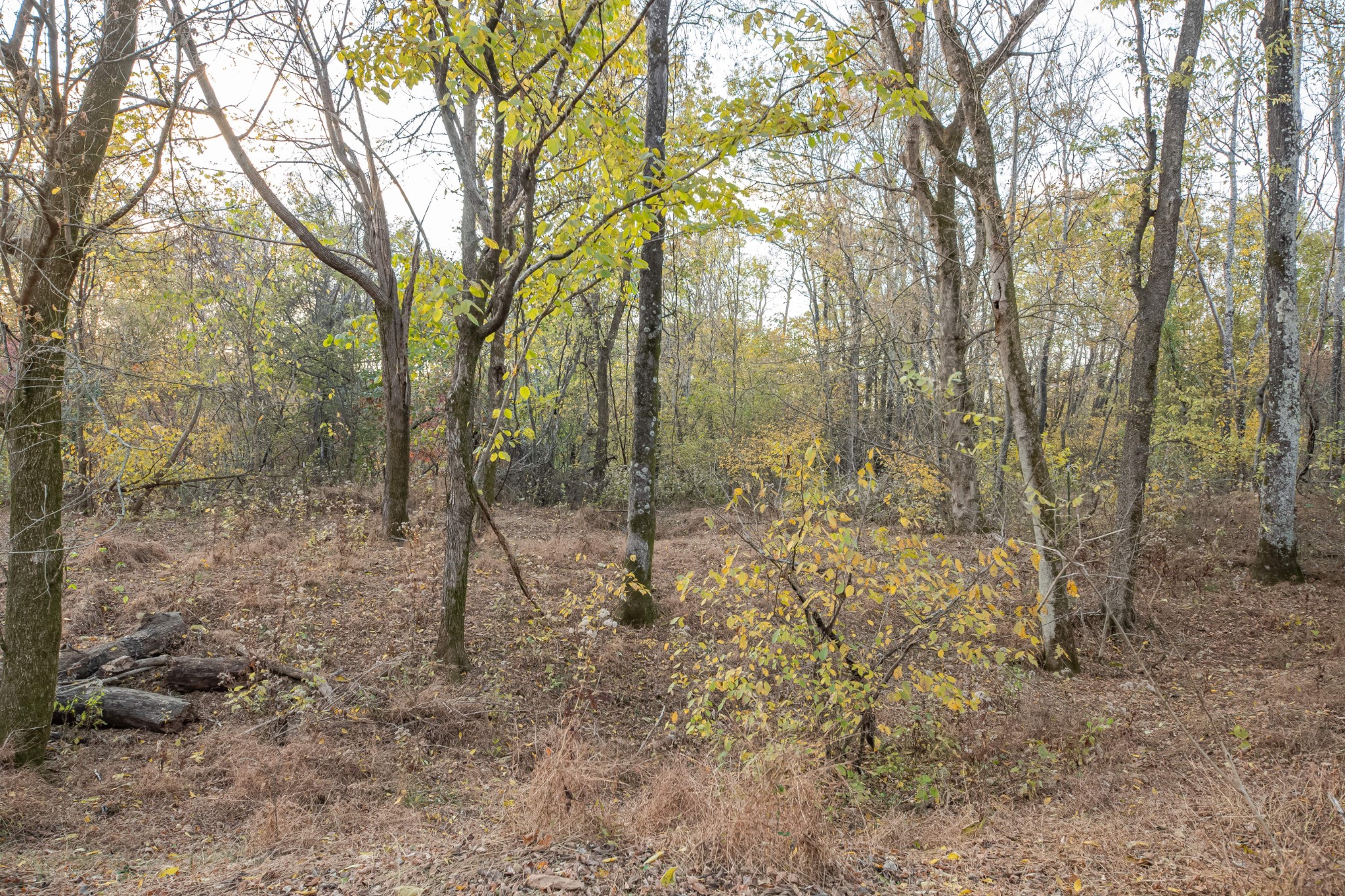 1916 Mack Benderman Road Culleoka, TN 38451 - Photo 44 of 61 a view of a forest with trees
