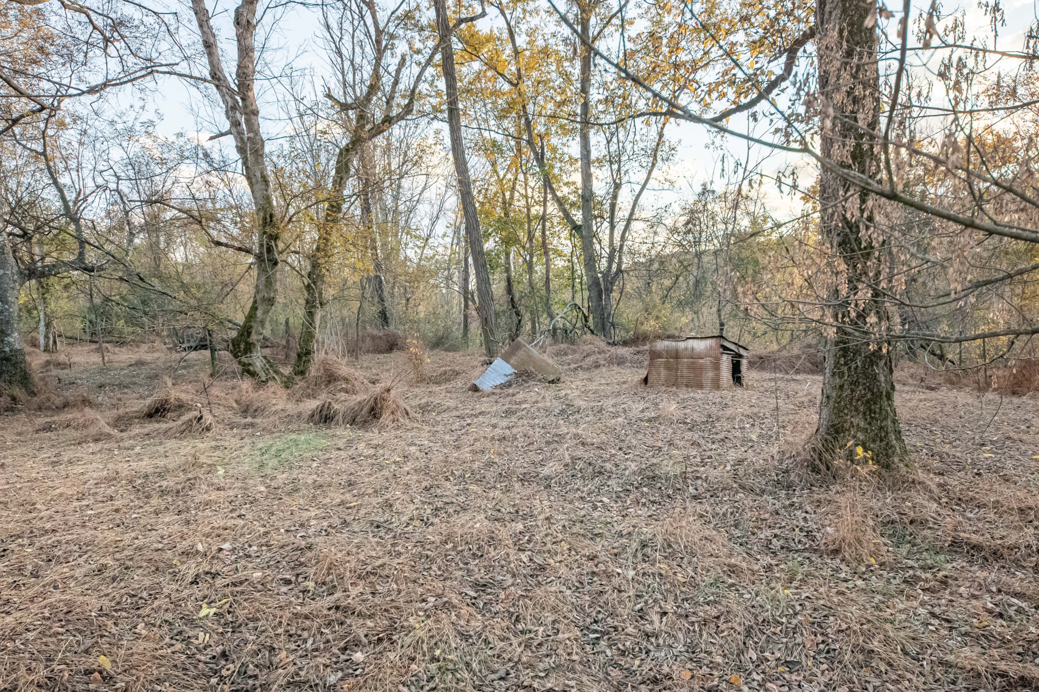 1916 Mack Benderman Road Culleoka, TN 38451 - Photo 45 of 61 a view of a forest with trees