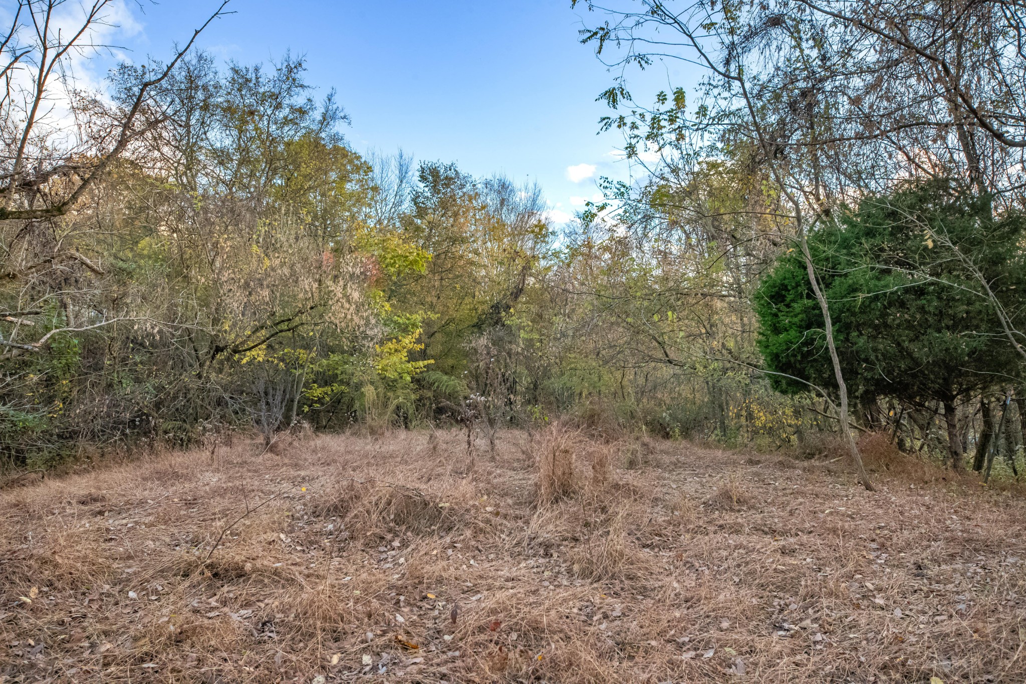 1916 Mack Benderman Road Culleoka, TN 38451 - Photo 47 of 61 a view of a forest with trees in the background