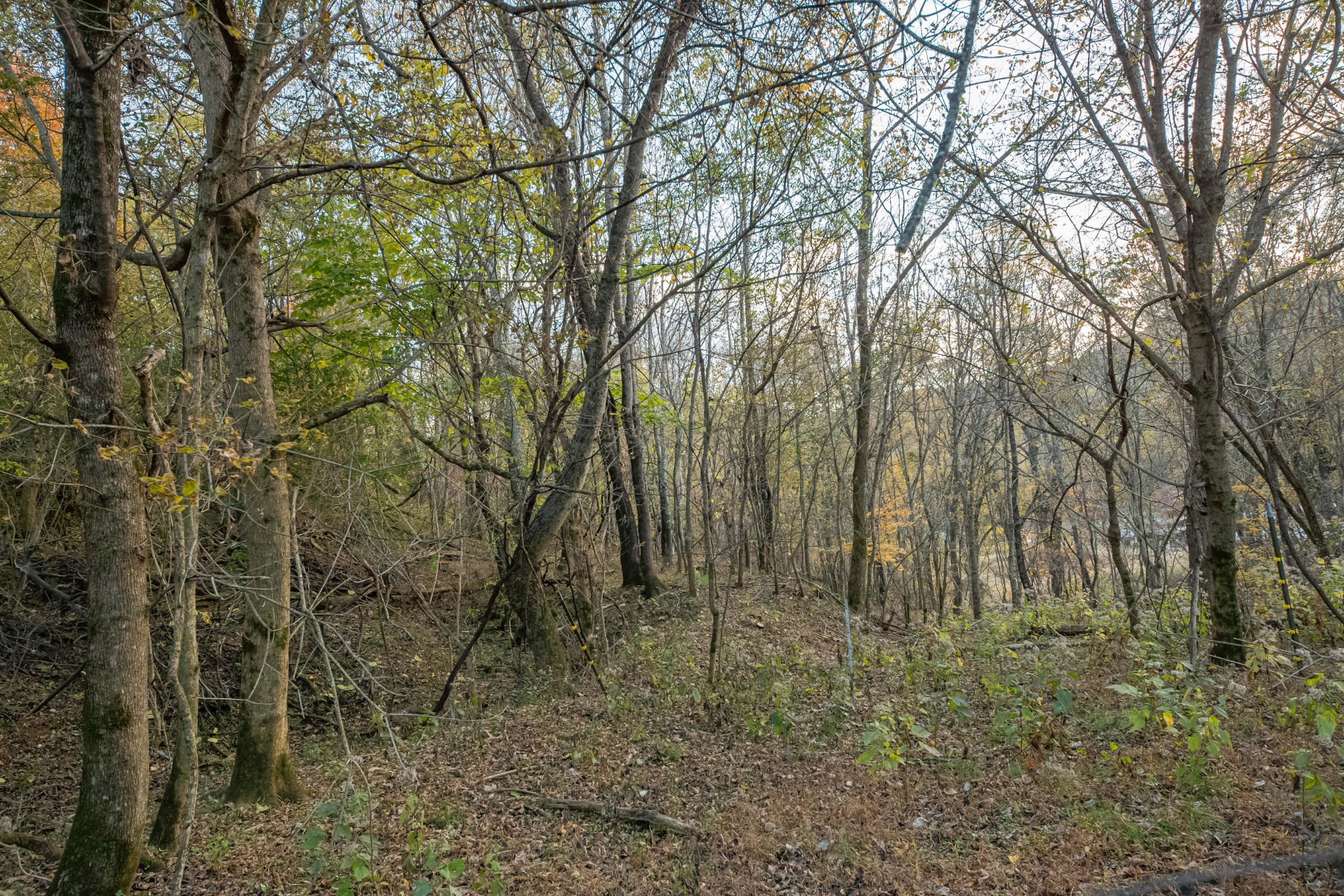 1916 Mack Benderman Road Culleoka, TN 38451 - Photo 49 of 61 a view of a forest with lots of trees