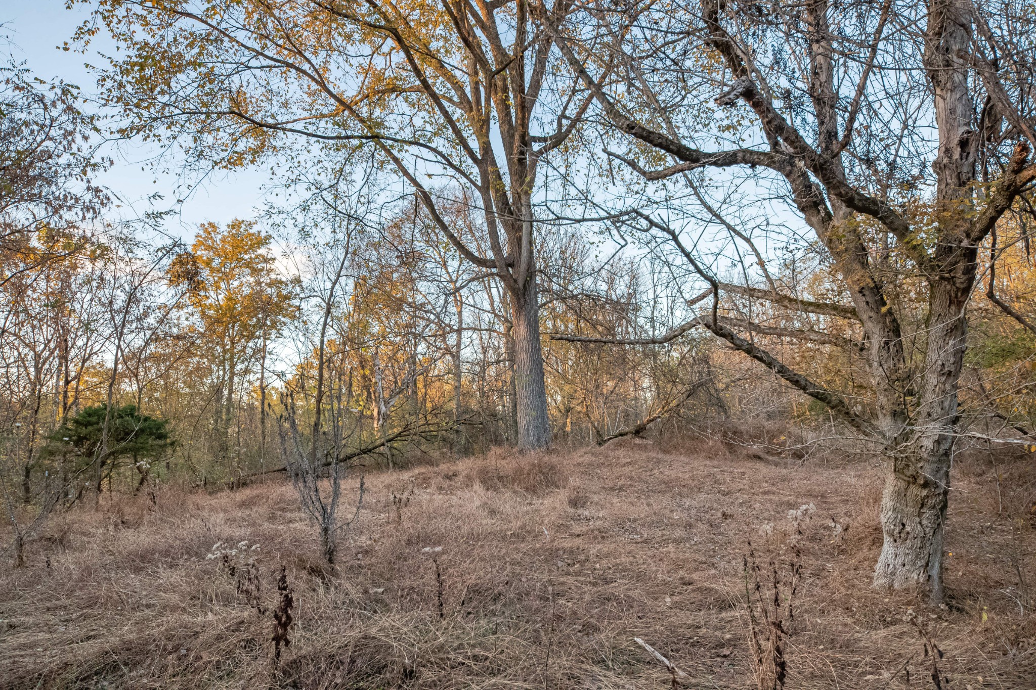 1916 Mack Benderman Road Culleoka, TN 38451 - Photo 50 of 61 a view of large trees with yard
