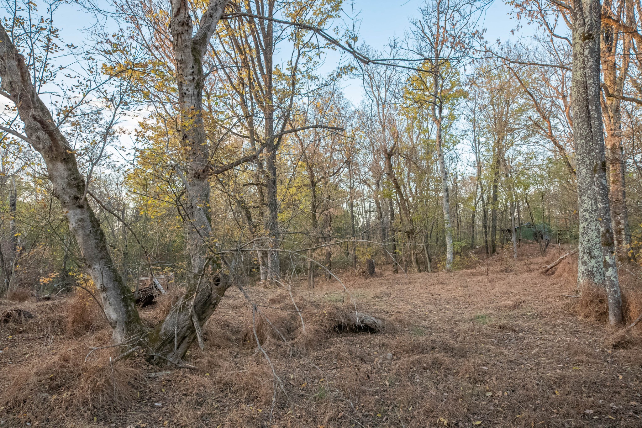 1916 Mack Benderman Road Culleoka, TN 38451 - Photo 51 of 61 a view of a forest with trees in the background