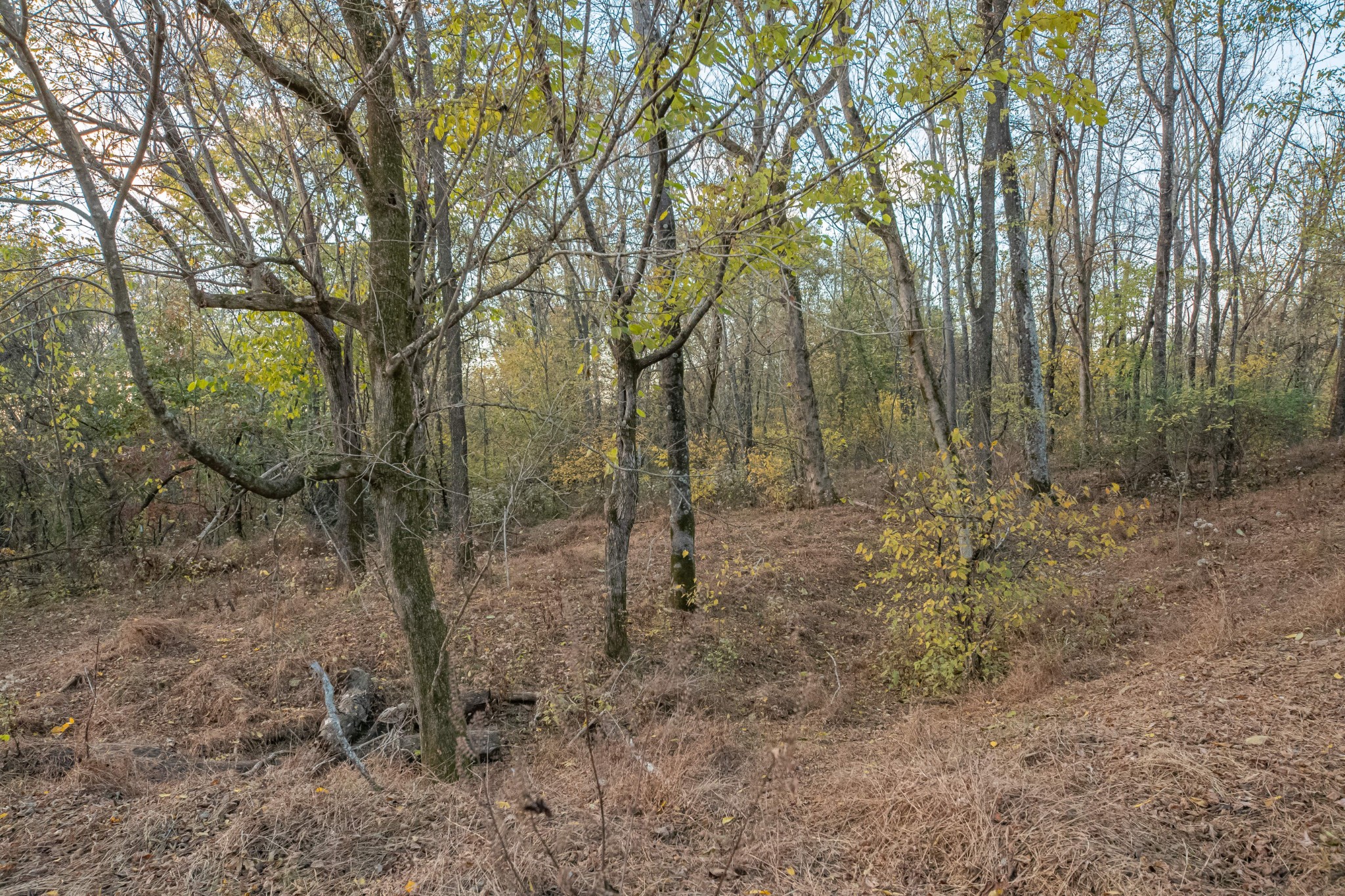 1916 Mack Benderman Road Culleoka, TN 38451 - Photo 52 of 61 a view of a forest with trees in the background