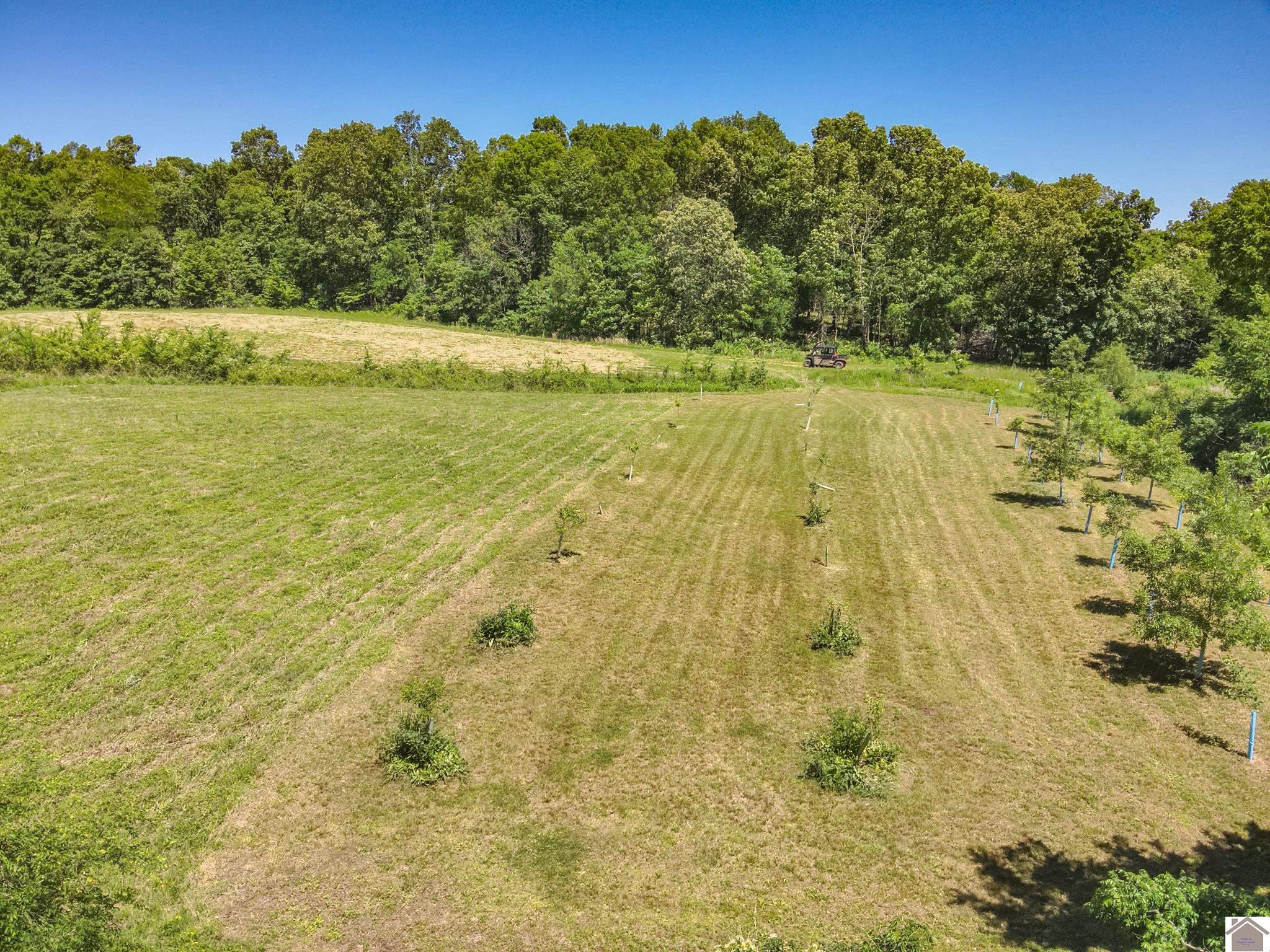 869 Cave Spring Road Smithland, KY 42081 - Photo 8 of 37 Orchard
