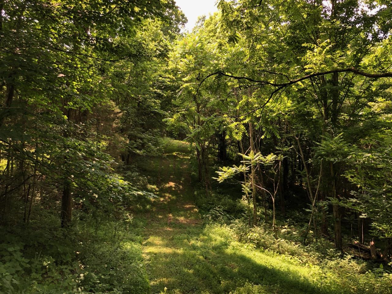 3494 Union Camp Road Lafayette, TN 37083 - Photo 7 of 14 Shaded lane goes behind the ponds