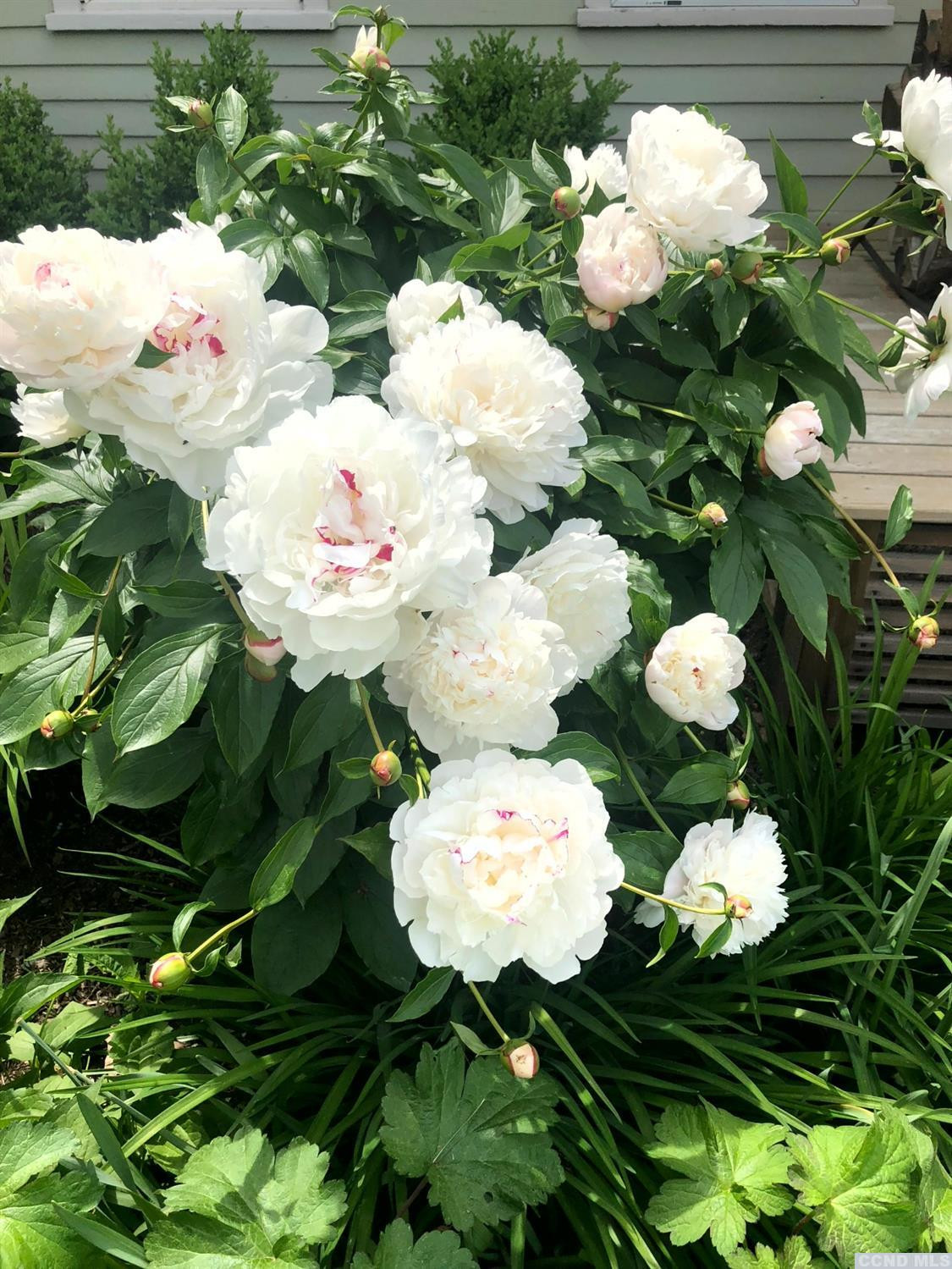 56 Beebe Pond Road Canaan, NY 12029 - Photo 42 of 50 a view of white flowers in a flower