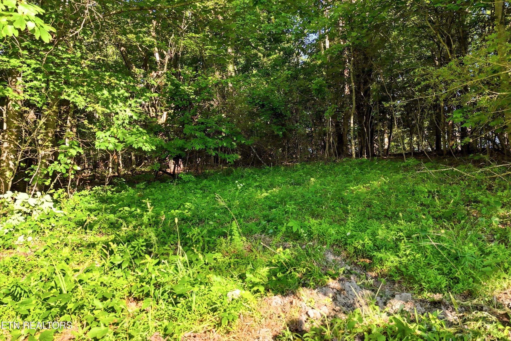 0 Daniels Road Knoxville, TN 37938 - Photo 19 of 34 a view of yard with green space