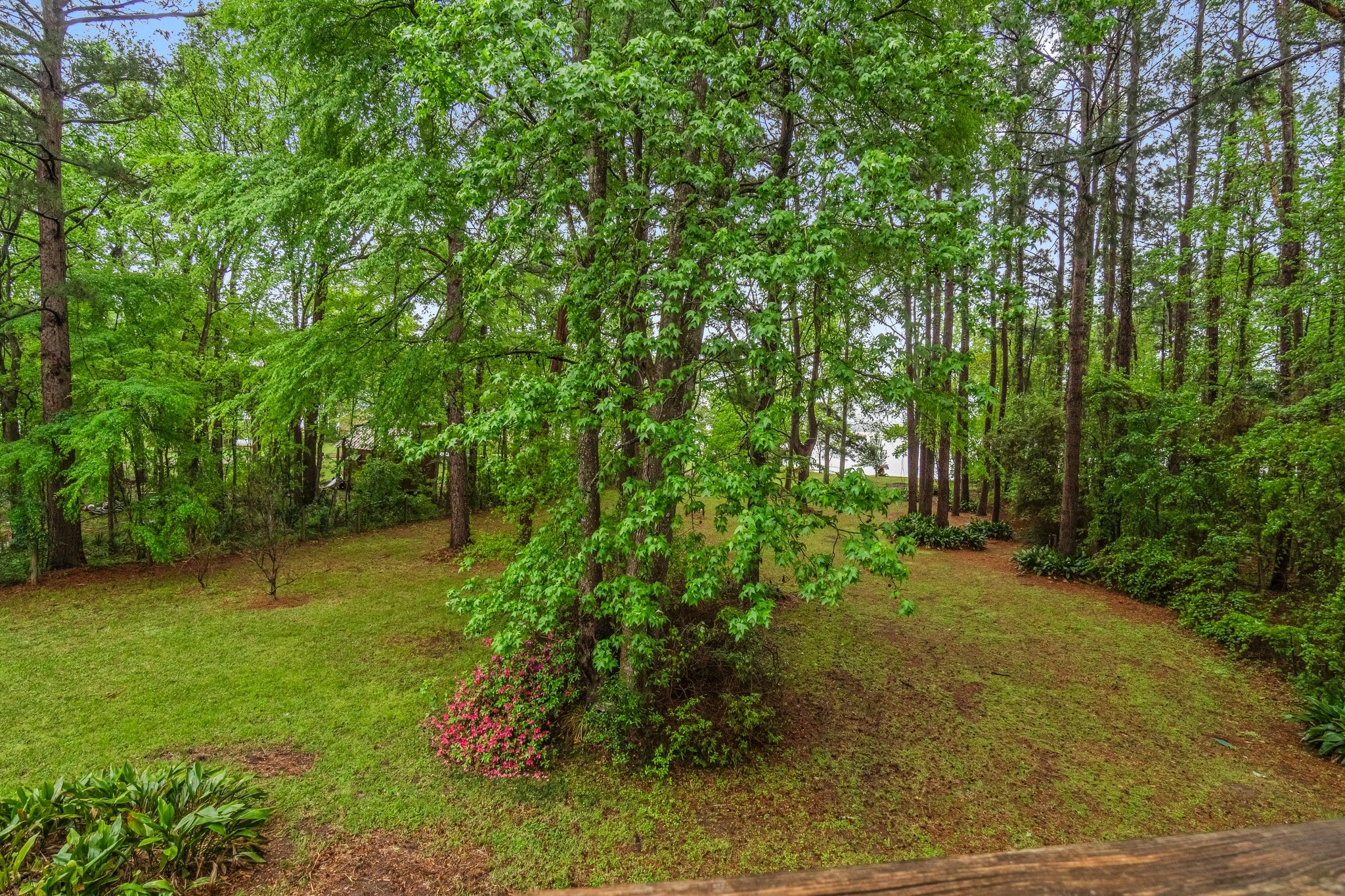 200 Johnson Road Coldspring, TX 77331 - Photo 17 of 49 a view of a yard with large trees