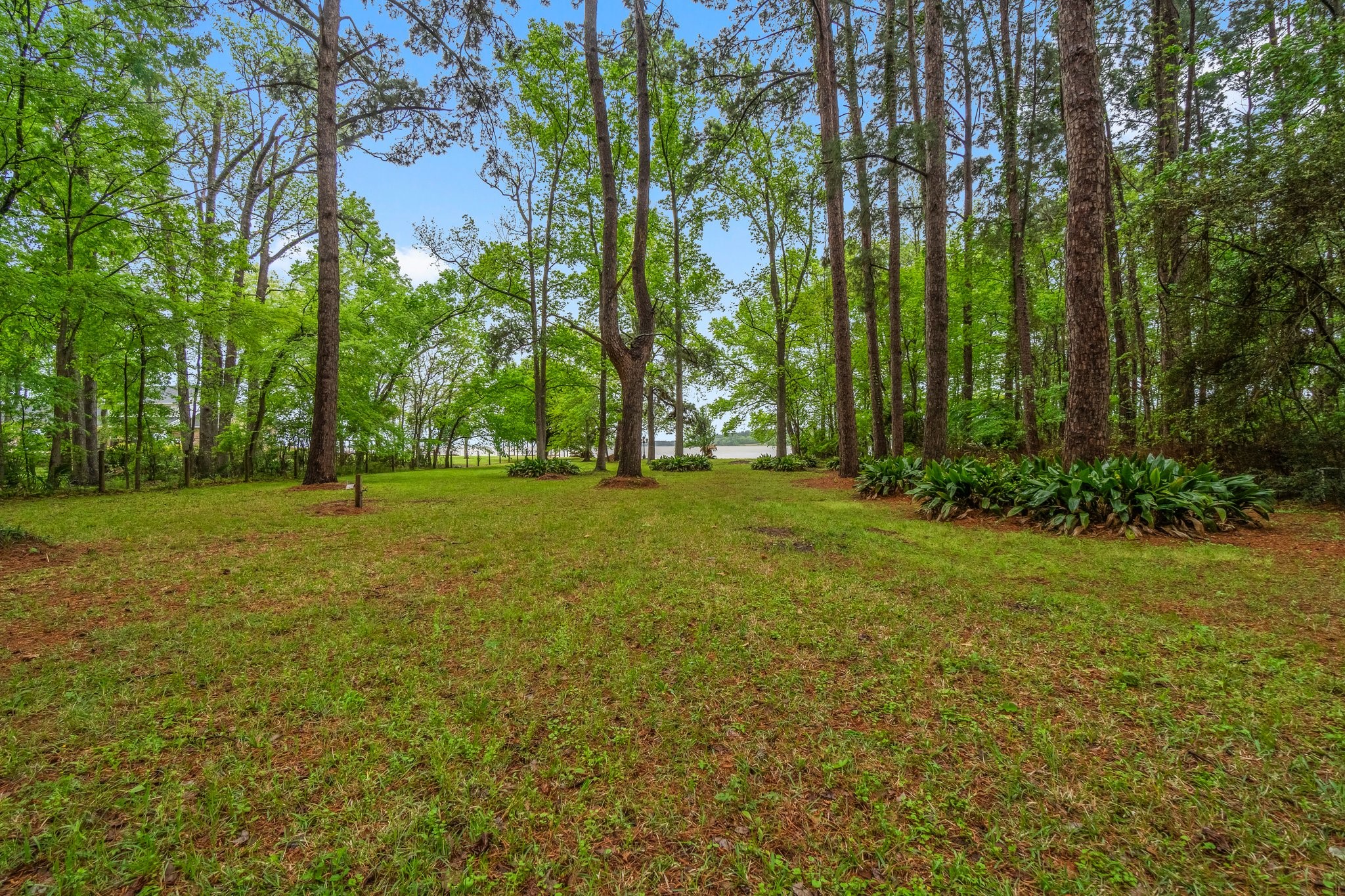 200 Johnson Road Coldspring, TX 77331 - Photo 9 of 49 a view of yard with trees