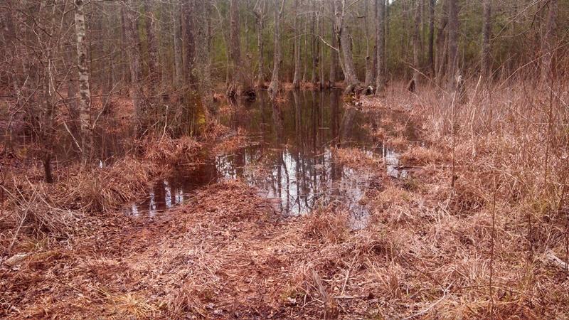 0 Betaw Road, Unit LOT 2015 St. Stephen, SC 29479 - Photo 1 of 1 March 2013 002.jpg