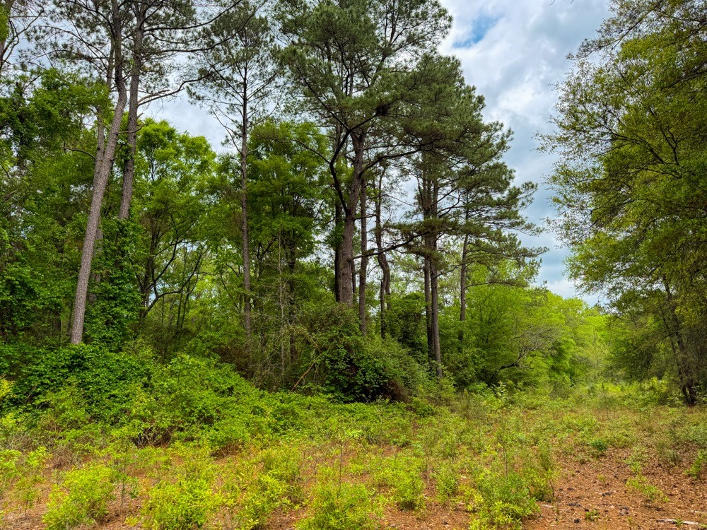 0 County Road 4630 Road North Spurger, TX 77660 - Photo 25 of 50 Gallery Image 25