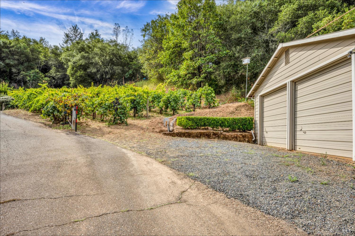 1389 Canyon Road Geyserville, CA 95441 - Photo 40 of 59 a view of a back yard of the house