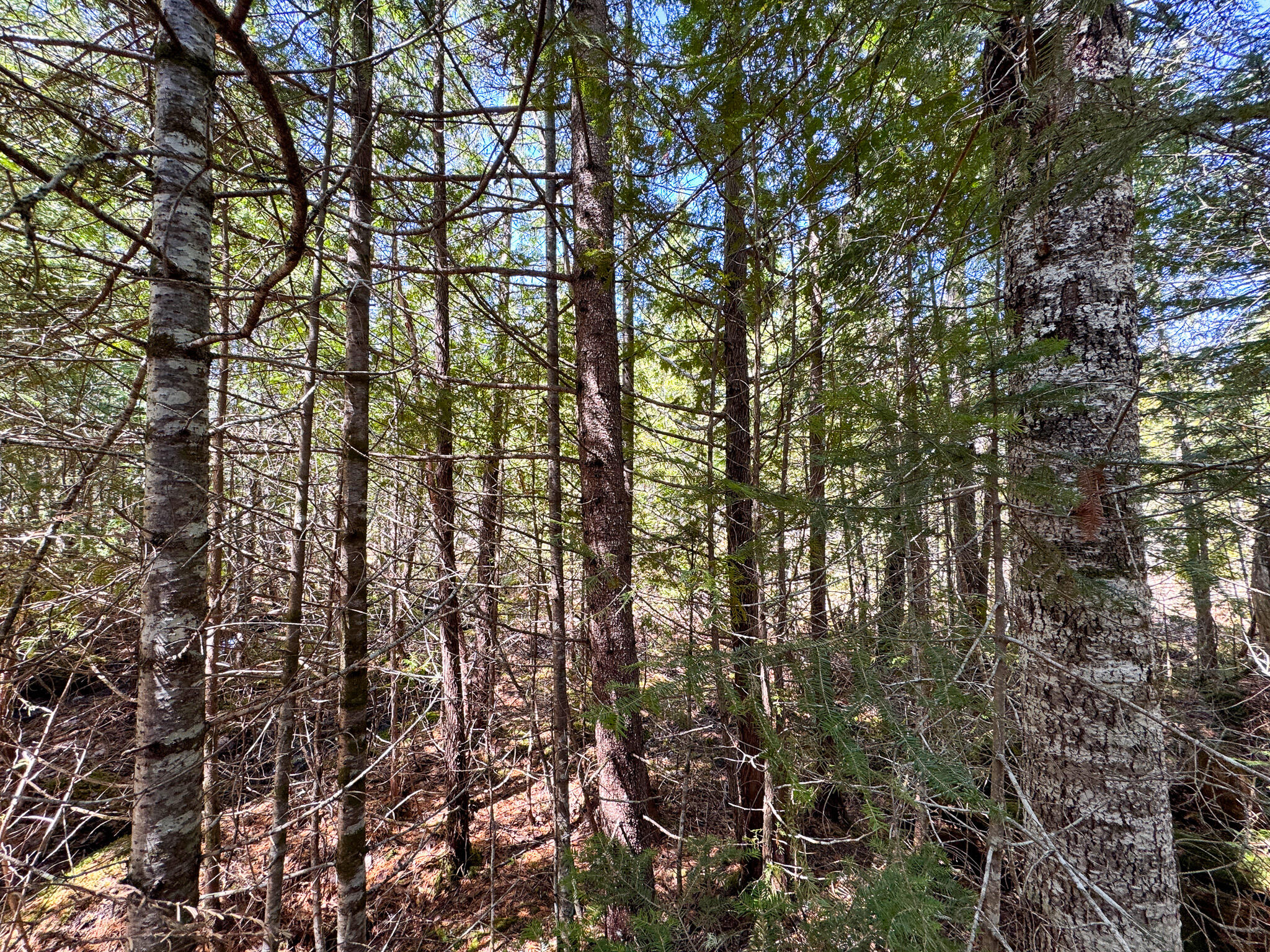 144 Black Water Road Ashland, ME 04732 - Photo 32 of 35 IMG_2671