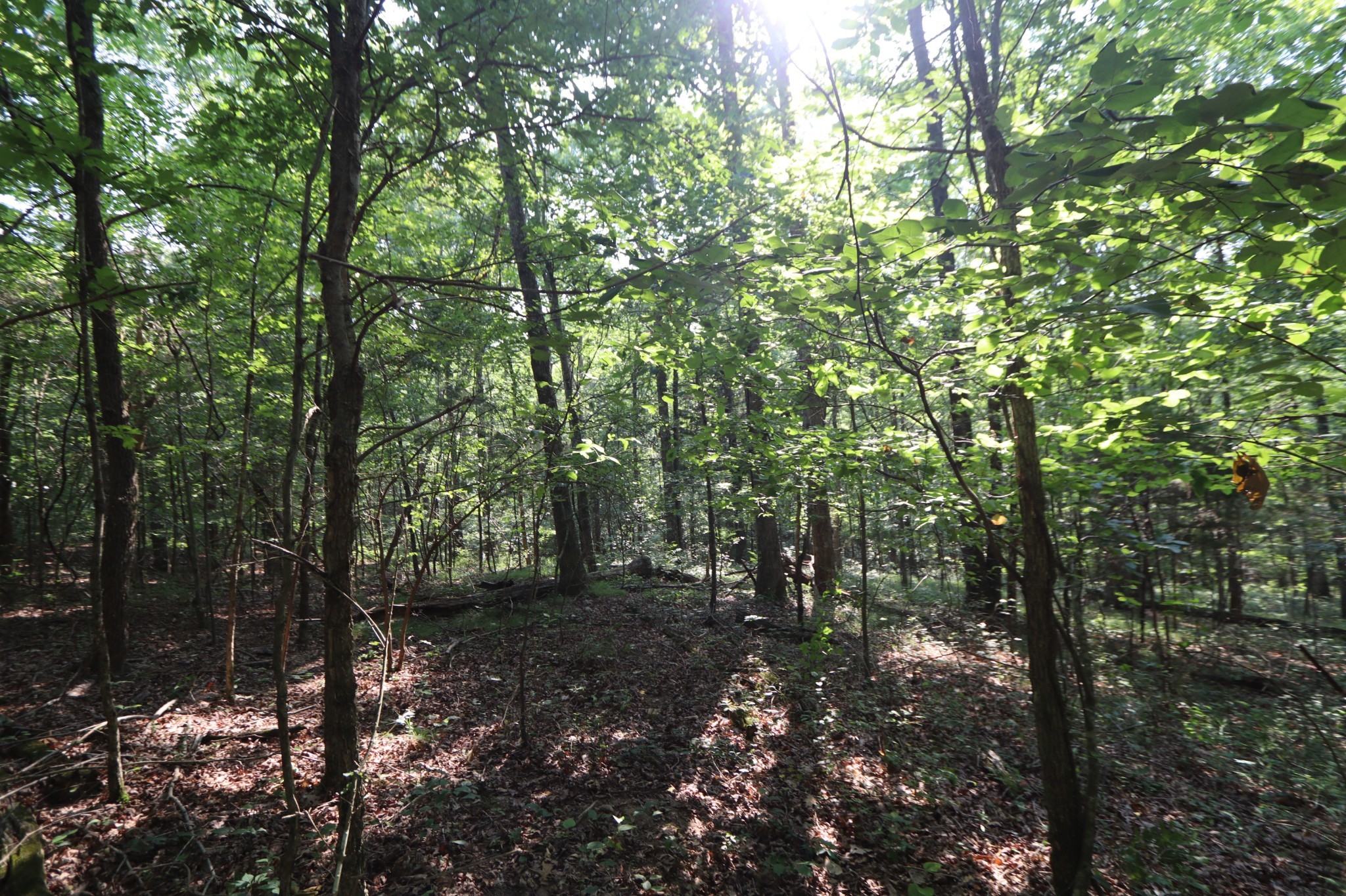 555 Tummins Road McEwen, TN 37101 - Photo 32 of 58 a view of a forest