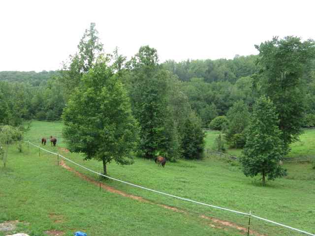 20-acres Noma Road Slocomb, AL 36375 - Photo 7 of 9