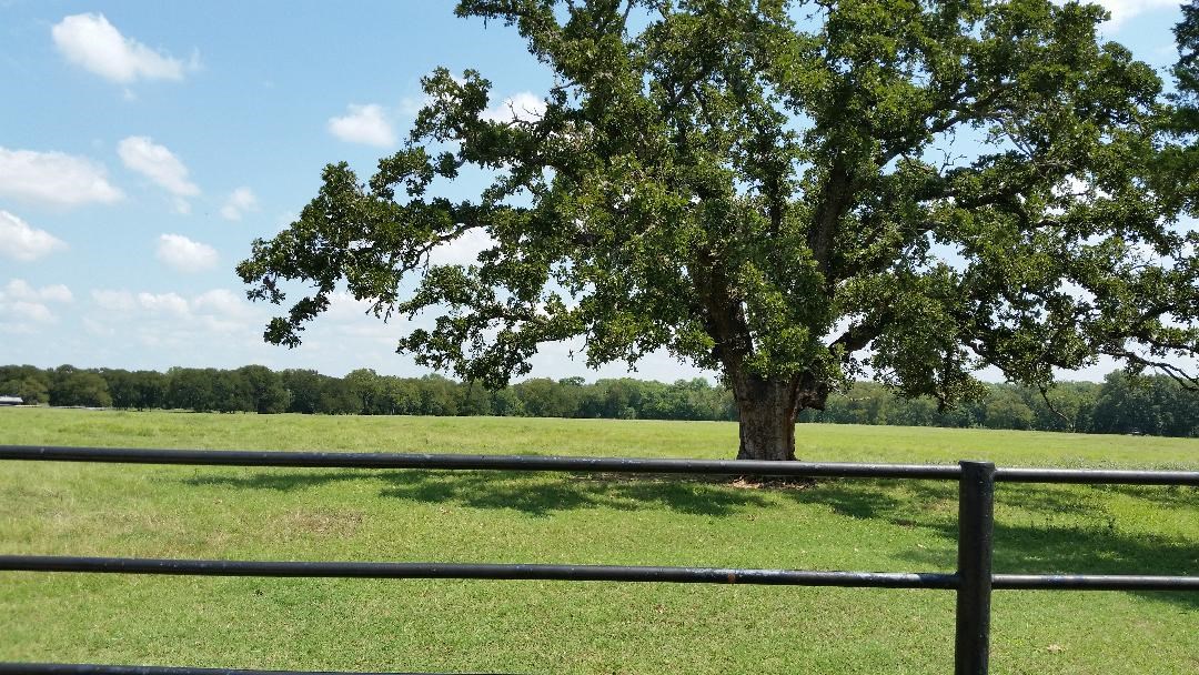 170 Beaver Road Elgin, TX 78621 - Photo 1 of 1 Pasture Spring 2018