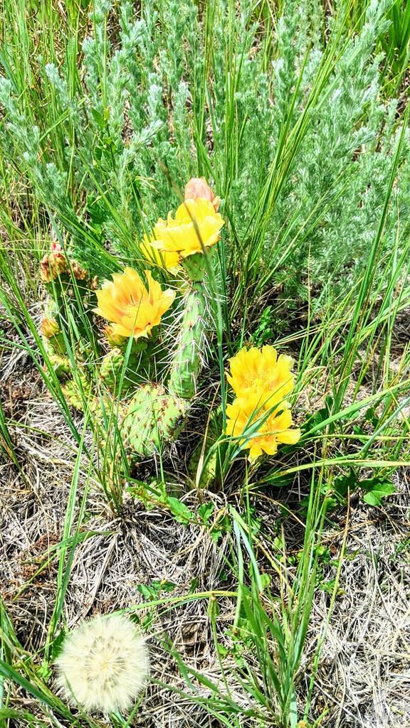 Tbd Tbd Piegans Rye, CO 81069 - Photo 23 of 23