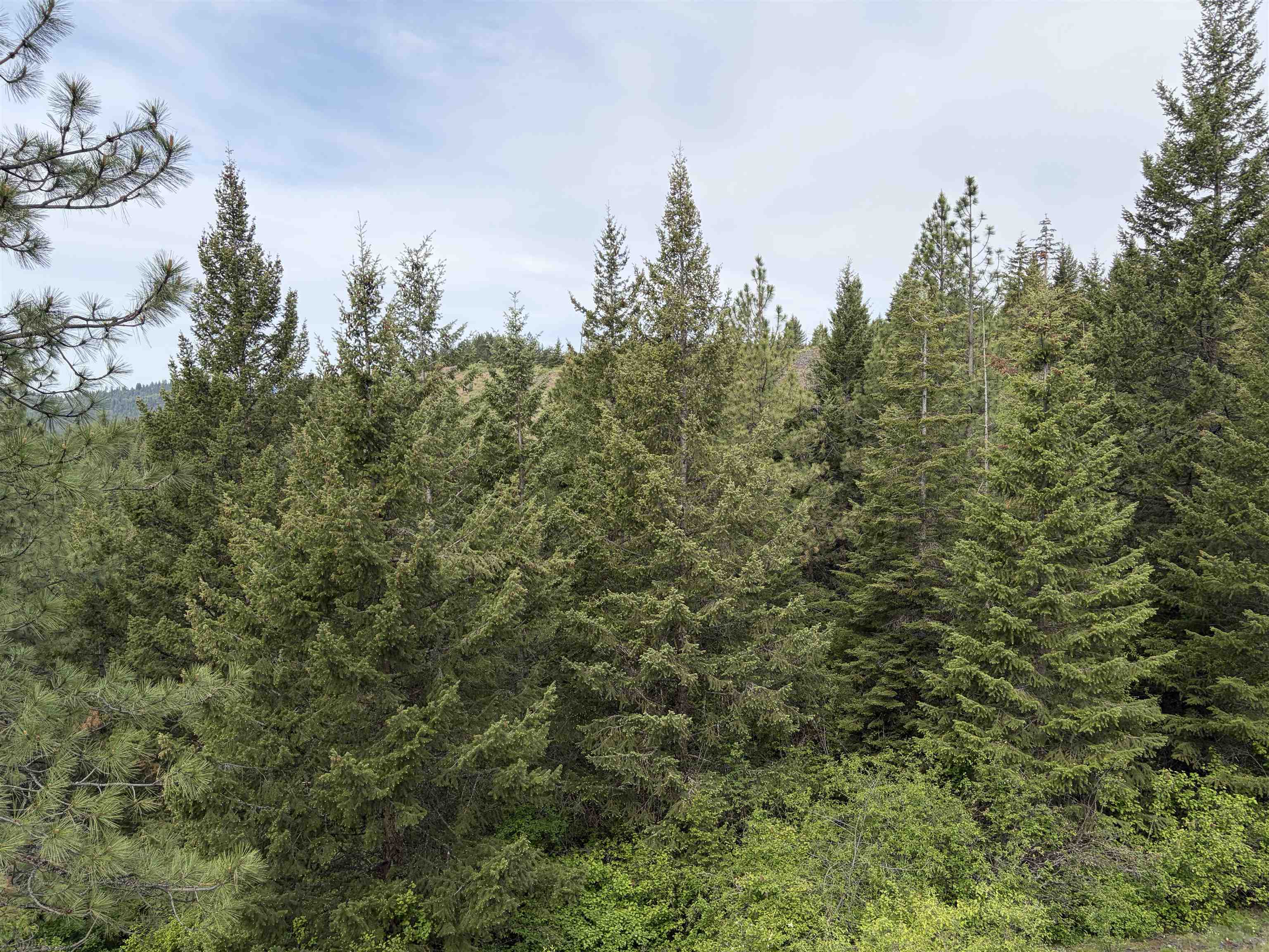 Nka Lookout Road Newport, WA 99156 - Photo 7 of 13