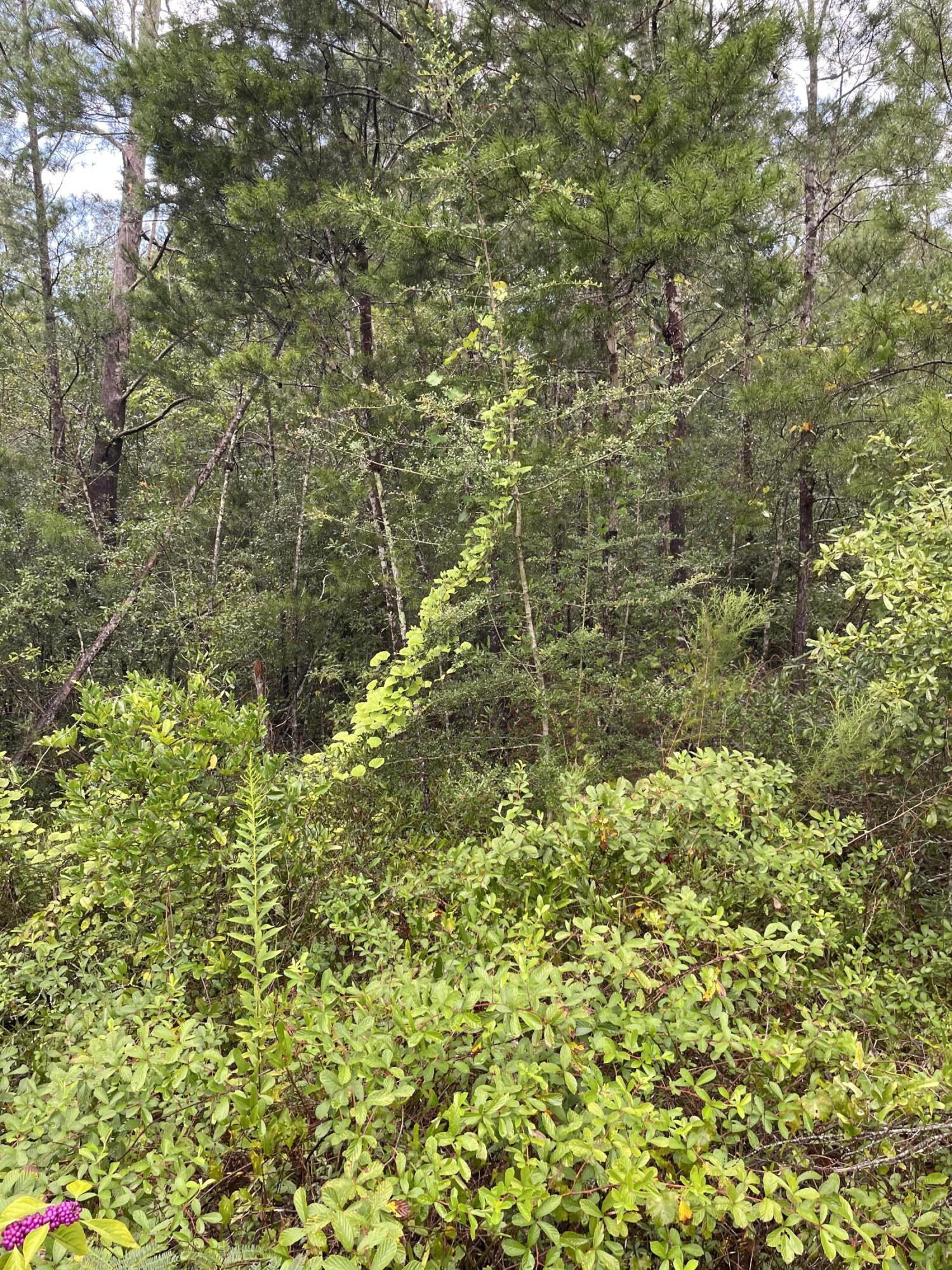 115 Hinote Road DeFuniak Springs, FL 32433 - Photo 5 of 9 a view of a plants with of plants