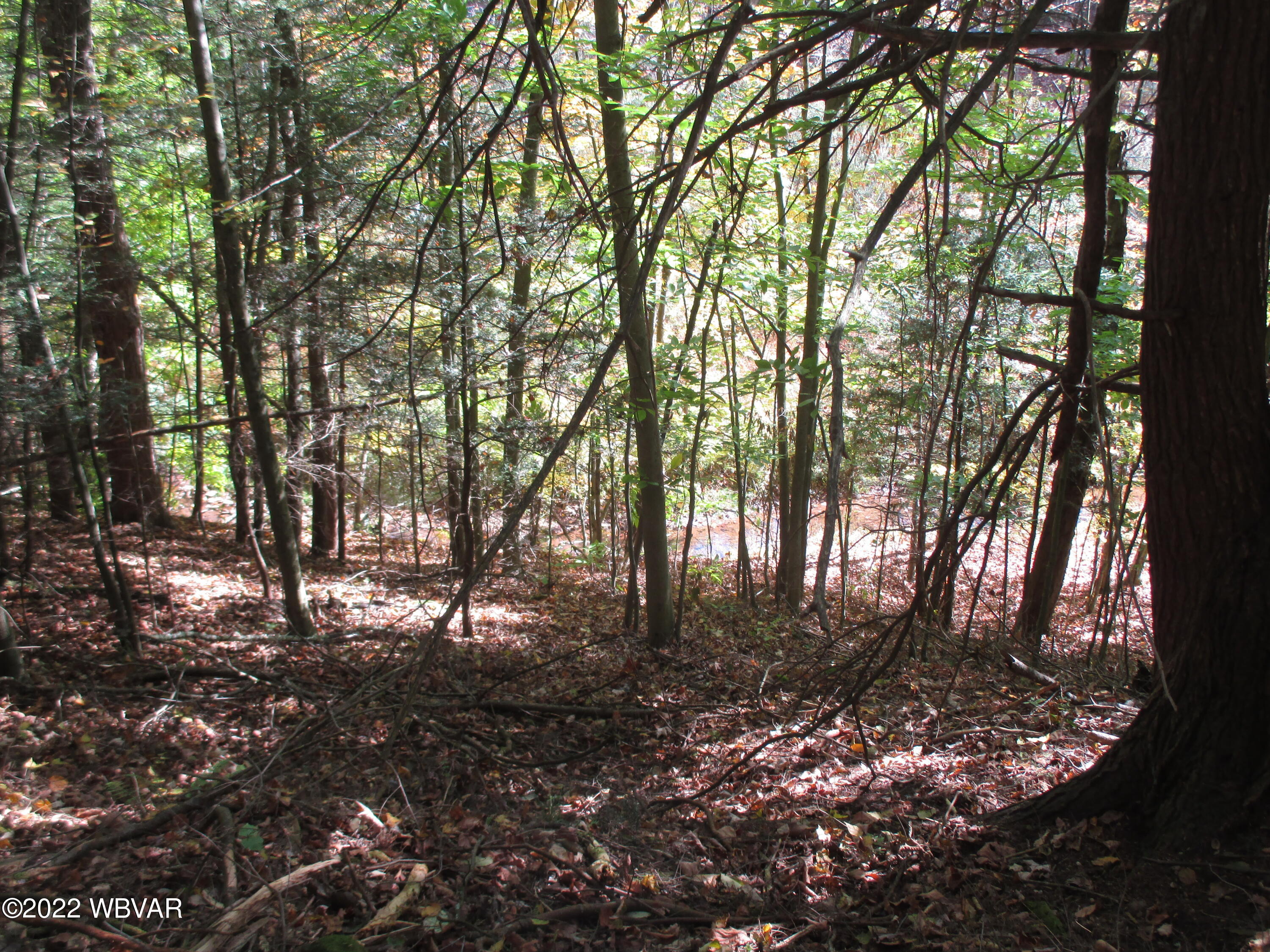 Lake Road Muncy Valley, PA 17758 - Photo 6 of 26 Gallery Image 6