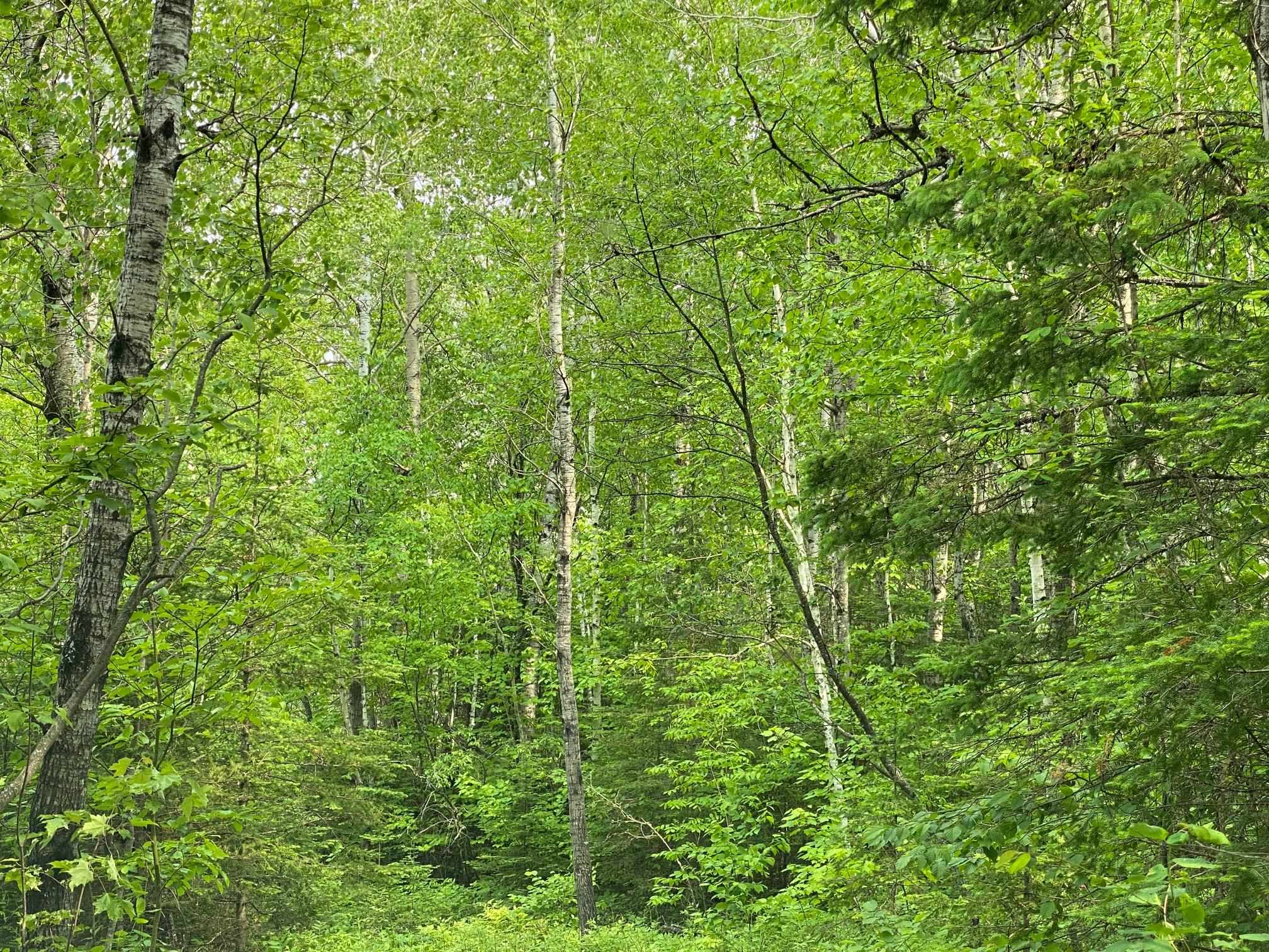 7999 Laine Road Two Harbors, MN 55616 - Photo 25 of 34 Gallery Image 25