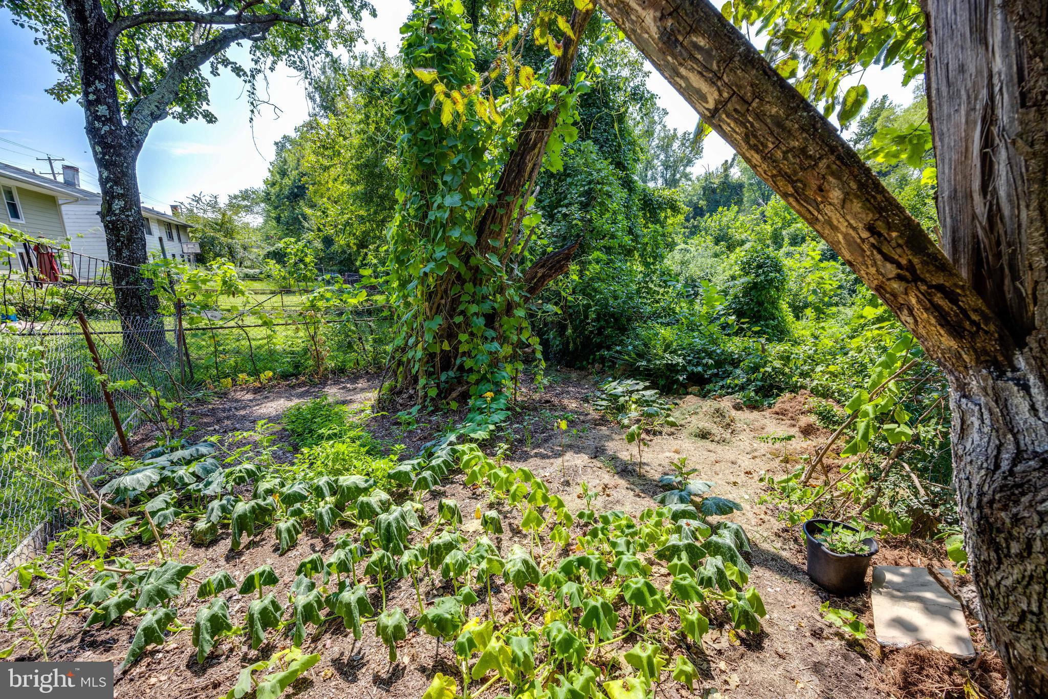 2028 Ray Leonard Road Hyattsville, MD 20785 - Photo 27 of 30 Garden