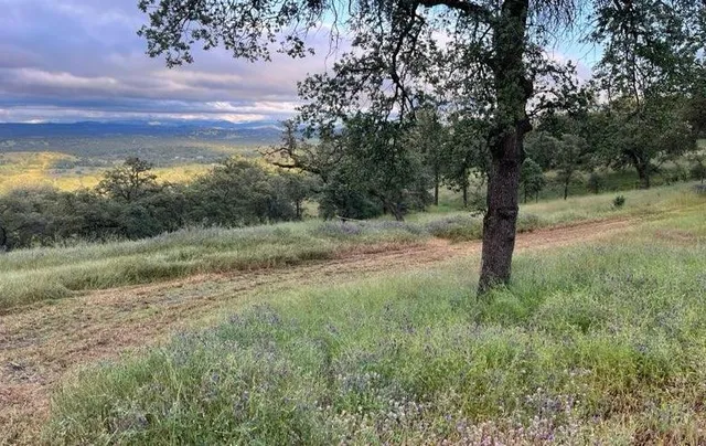 a view of a yard with a tree