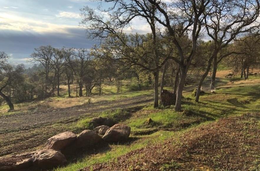 2460 Sulkey Court Copperopolis, CA 95228 - Photo 39 of 91 a view of a yard with a tree