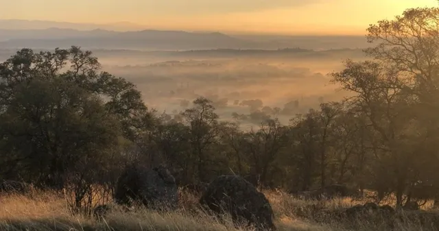 a backyard of a house with lots of plants and trees