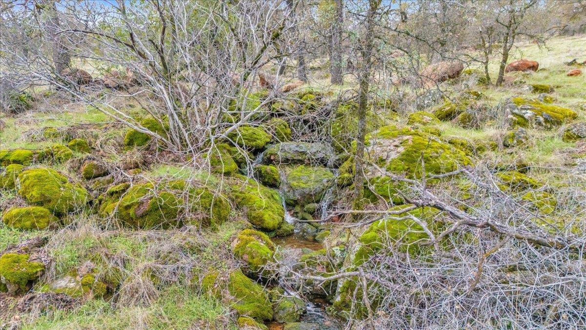 2460 Sulkey Court Copperopolis, CA 95228 - Photo 63 of 91 a backyard of a house with lots of plants and trees
