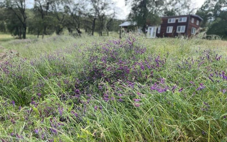 2460 Sulkey Court Copperopolis, CA 95228 - Photo 67 of 91 a backyard of a house with lots of green space and trees