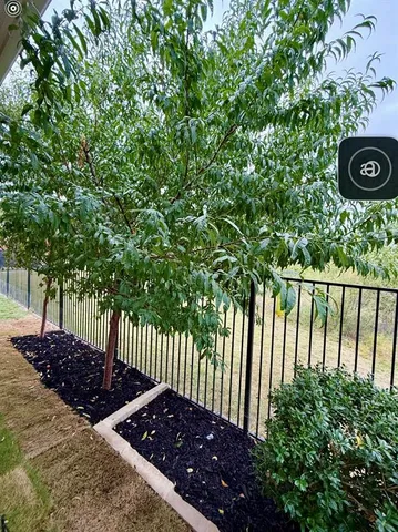 a view of a yard with plants and trees