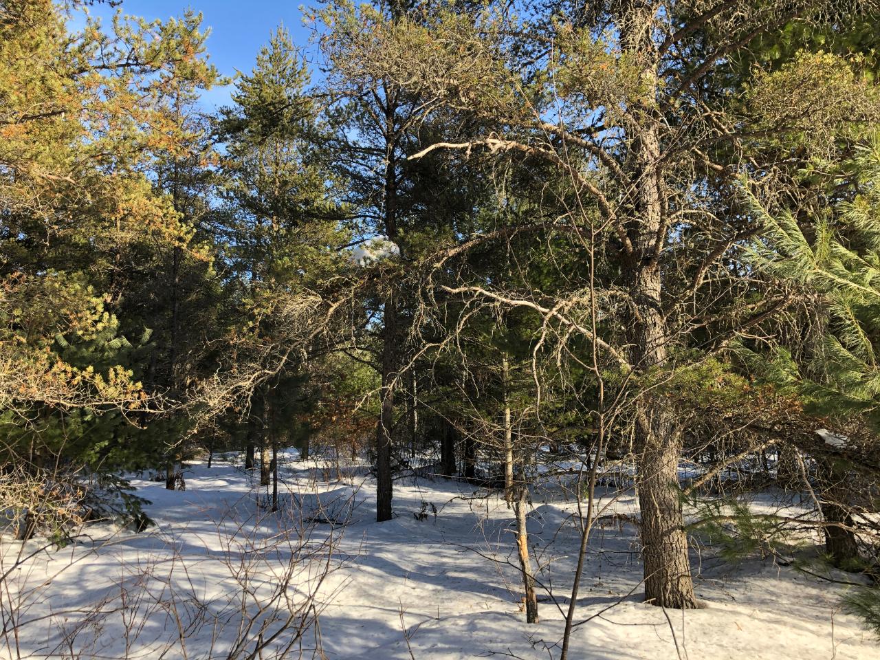 Nine Camp 9 Road Minocqua, WI 54548 - Photo 15 of 17 Gallery Image 15