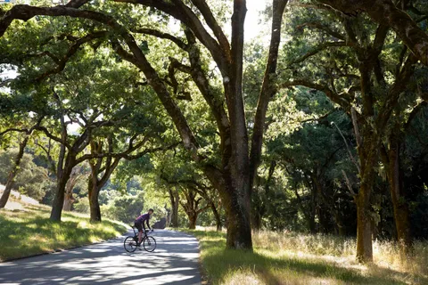 a view of a trees with a yard