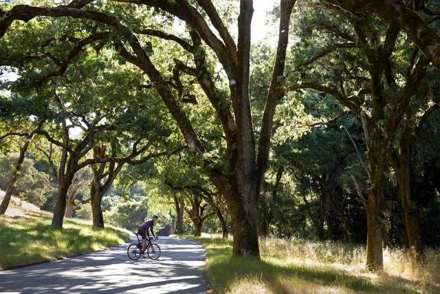 a view of a trees with a yard