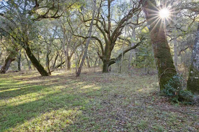 a view of a yard with a tree