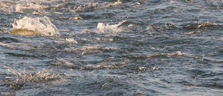 8109 Shore Road Dundalk, MD 21222 - Photo 25 of 30 Striped Bass (Rockfish) and Alewife Prey