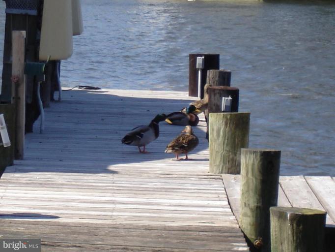 8109 Shore Road Dundalk, MD 21222 - Photo 7 of 30 Wildfowl, Crabs, Fish at Your Own Front Door