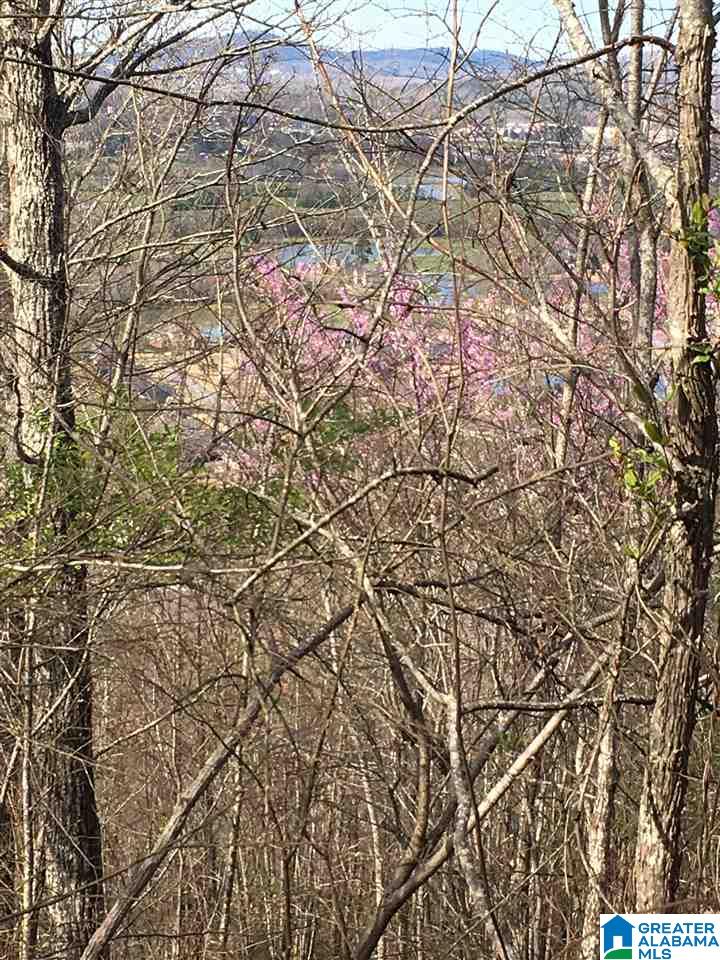 230 County Line Road Oxford, AL 36203 - Photo 38 of 50