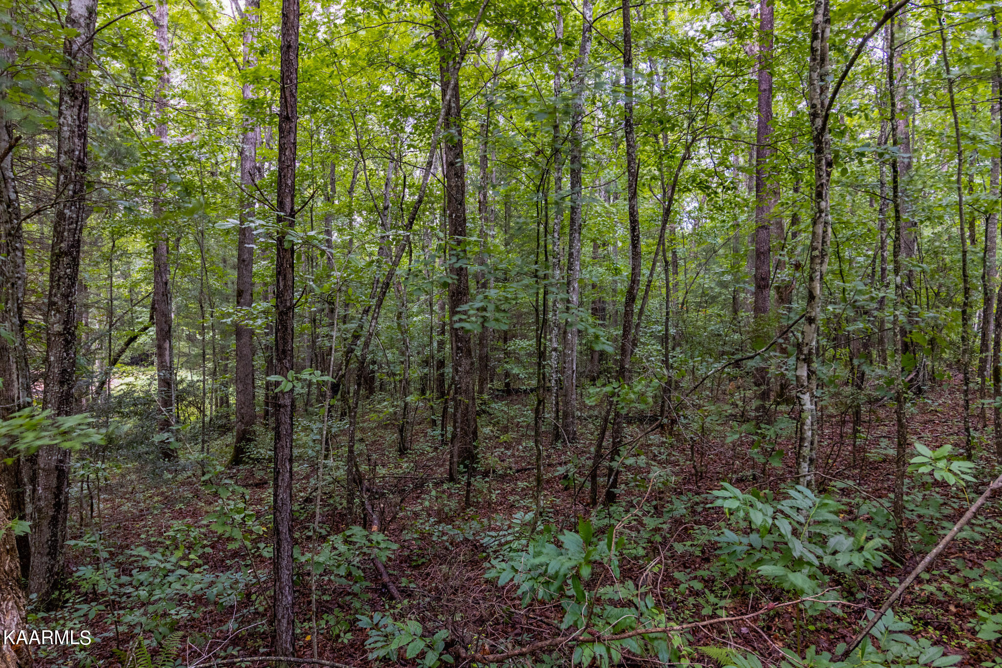 Long Branch Jamestown, TN 38556 - Photo 13 of 27 IMG_1281-HDR