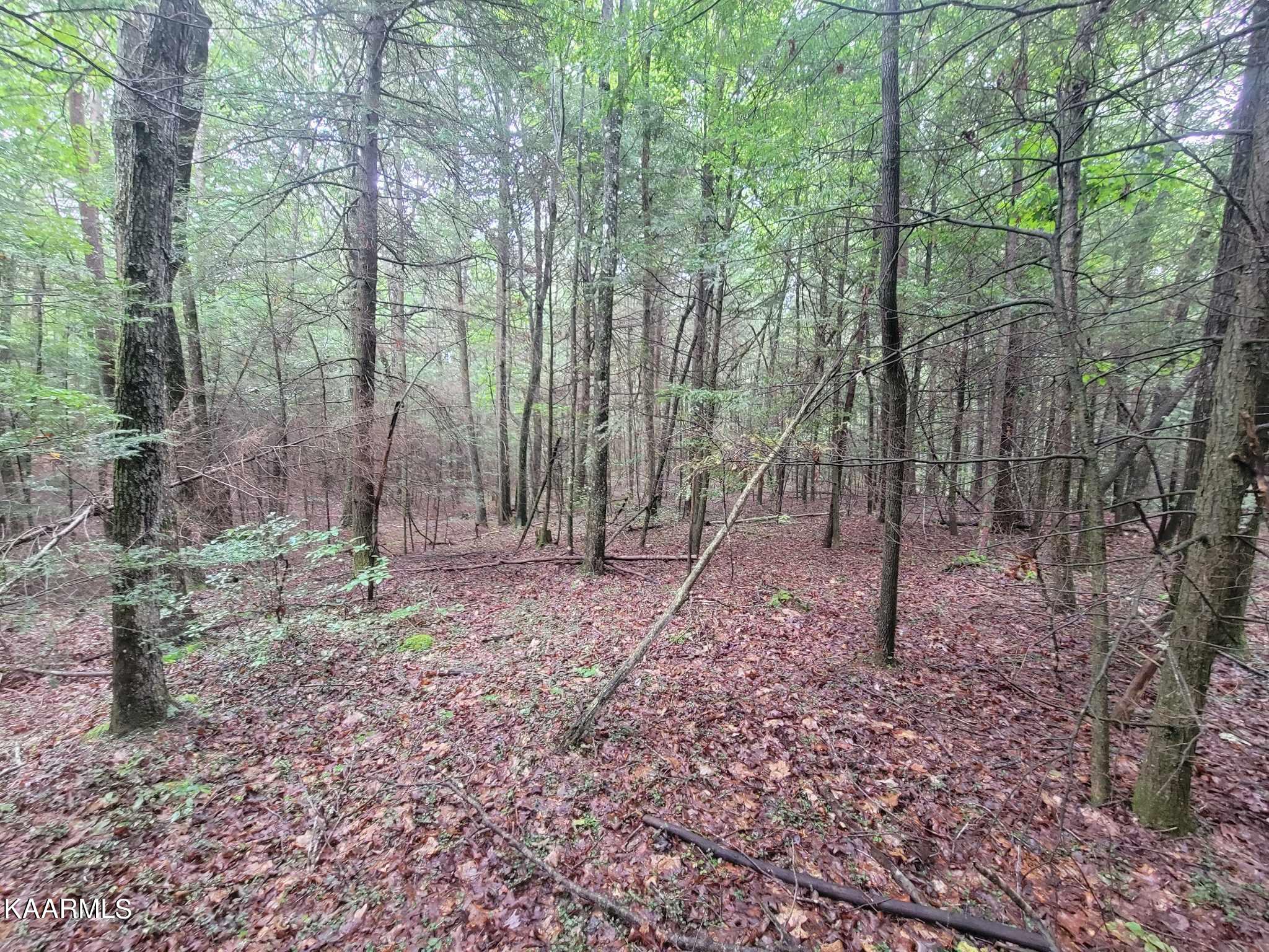 Long Branch Jamestown, TN 38556 - Photo 25 of 27 364539646_1699173963870168_6745006513992