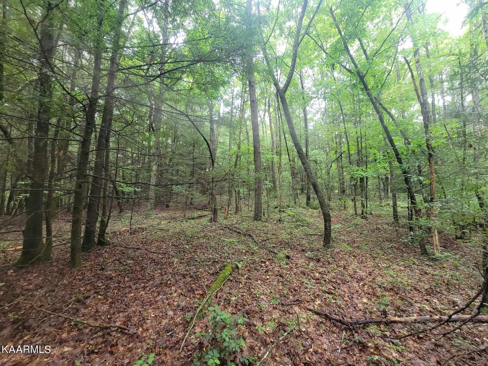 Long Branch Jamestown, TN 38556 - Photo 26 of 27 364545876_644302474333235_22786250961044